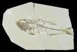 Bargain, Fossil Fish (Mioplosus) - Uncommon Species #138587-1